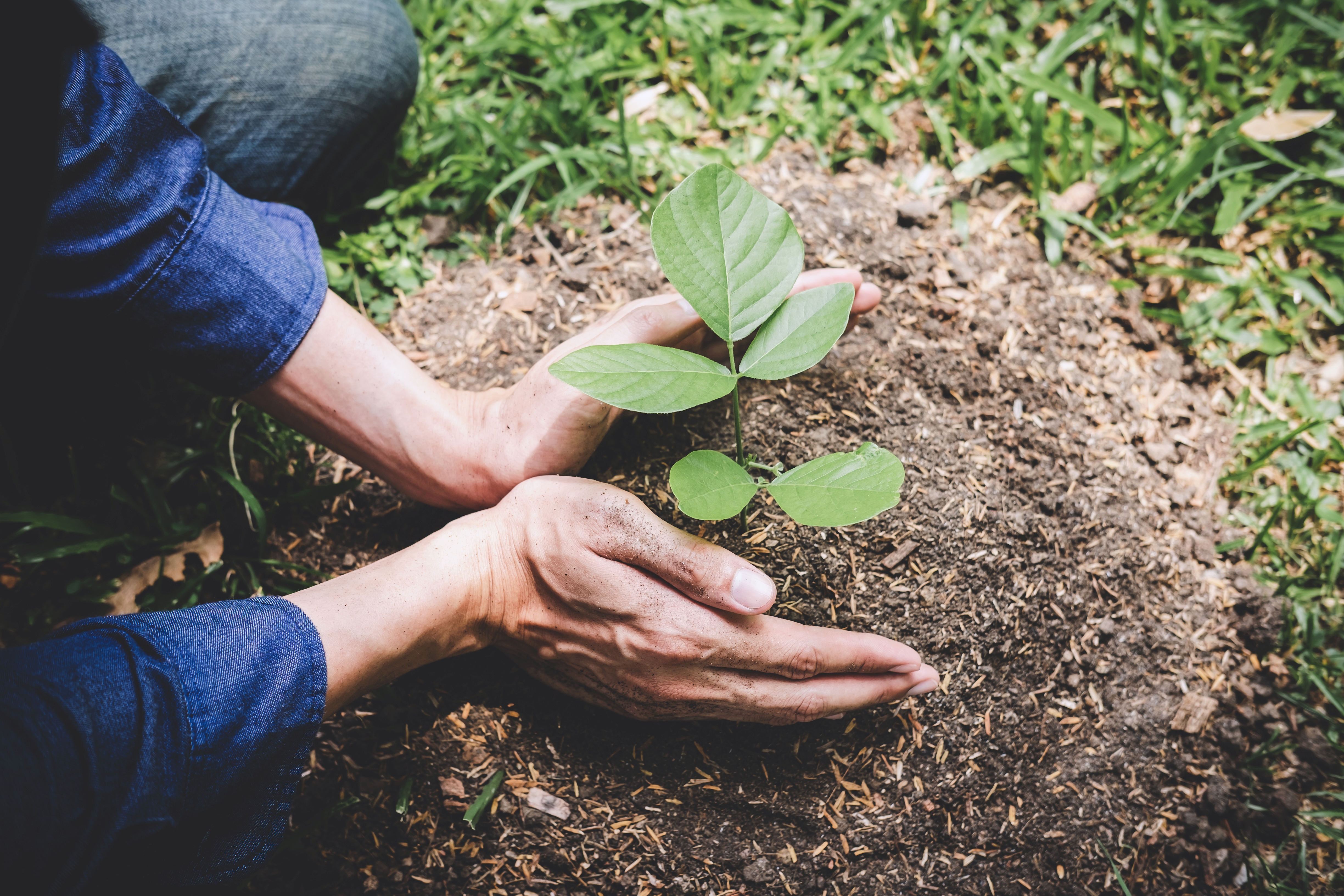 World environment day reforesting